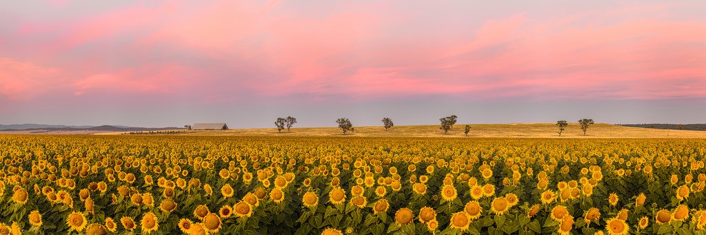 Sunflowers Sunflowers